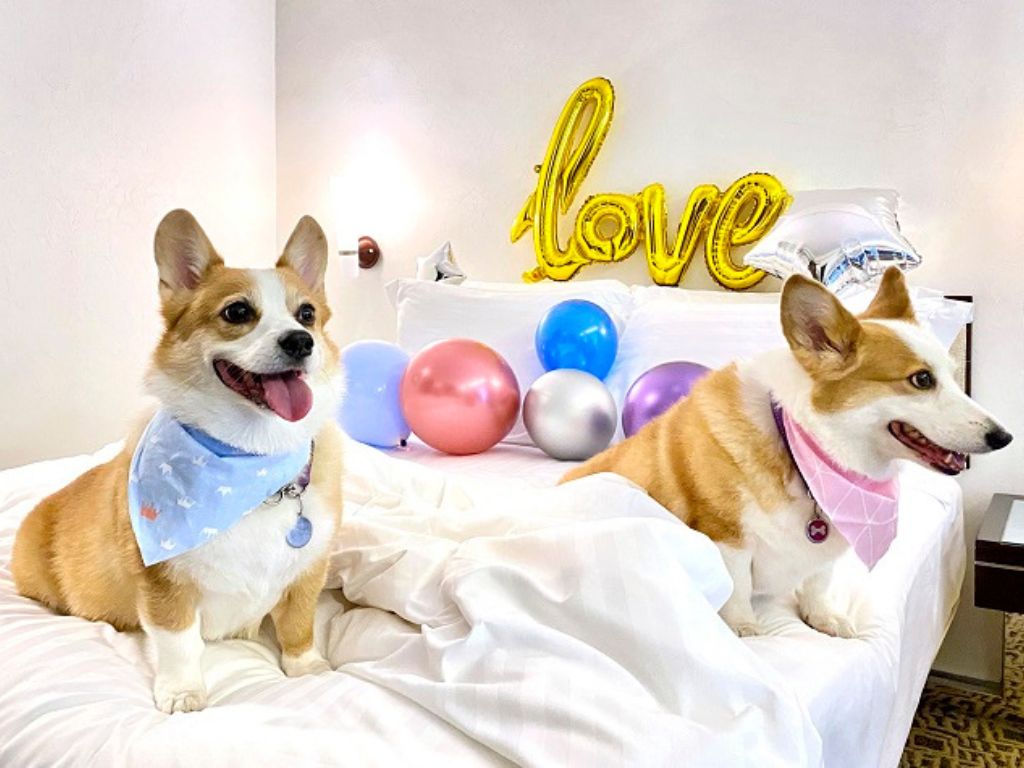 Dogcation Room