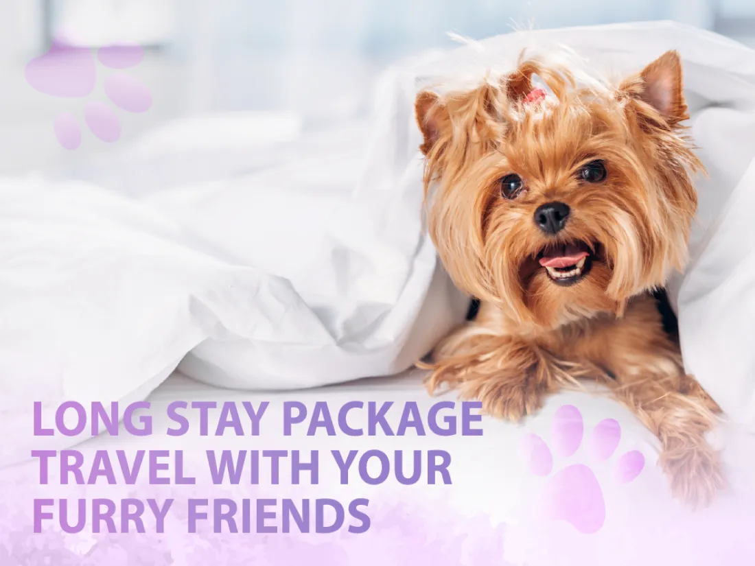  Long Stay Package Travel with Your Furry Friends_Image.png 