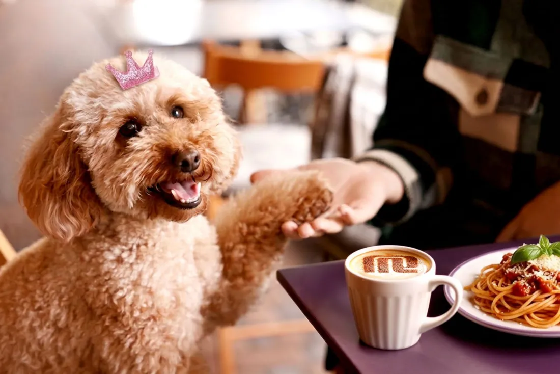 dog friendly restaurants