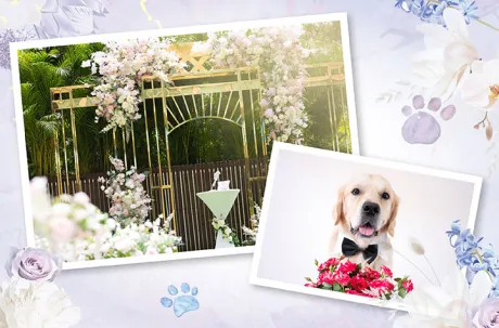  Pet Friendly Wedding Ceremony Package_Image.jpg 